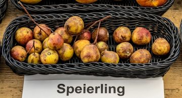 Das Bild zeigt Speierlingsfrüchte nahc der Ernte